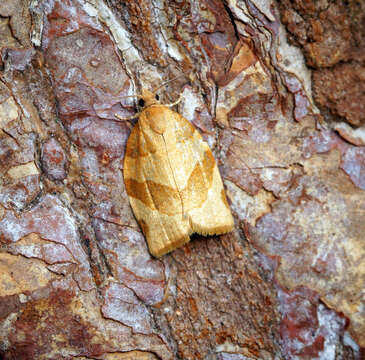 Image of barred fruit-tree tortrix