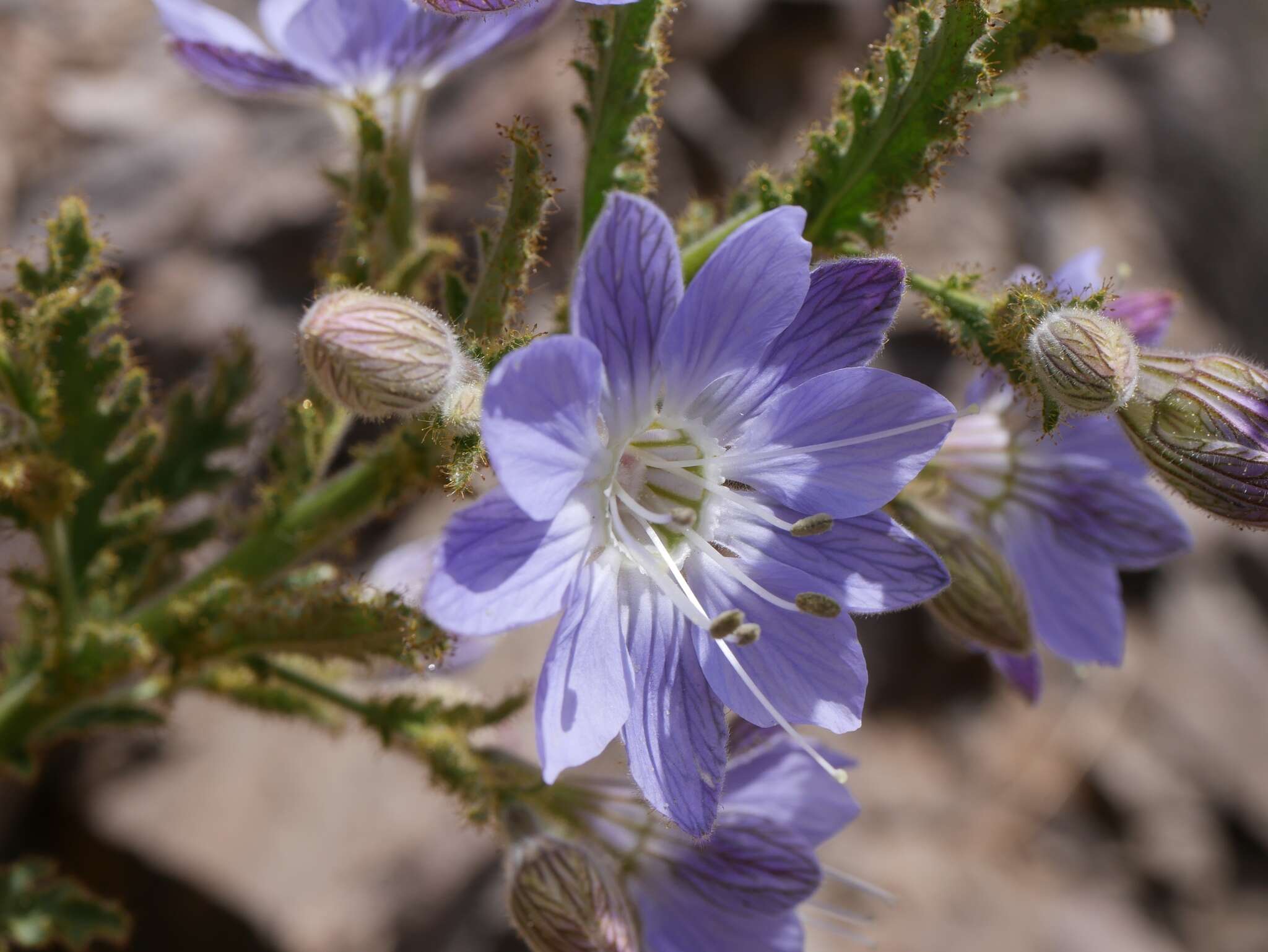 Malesherbia paniculata D. Don resmi