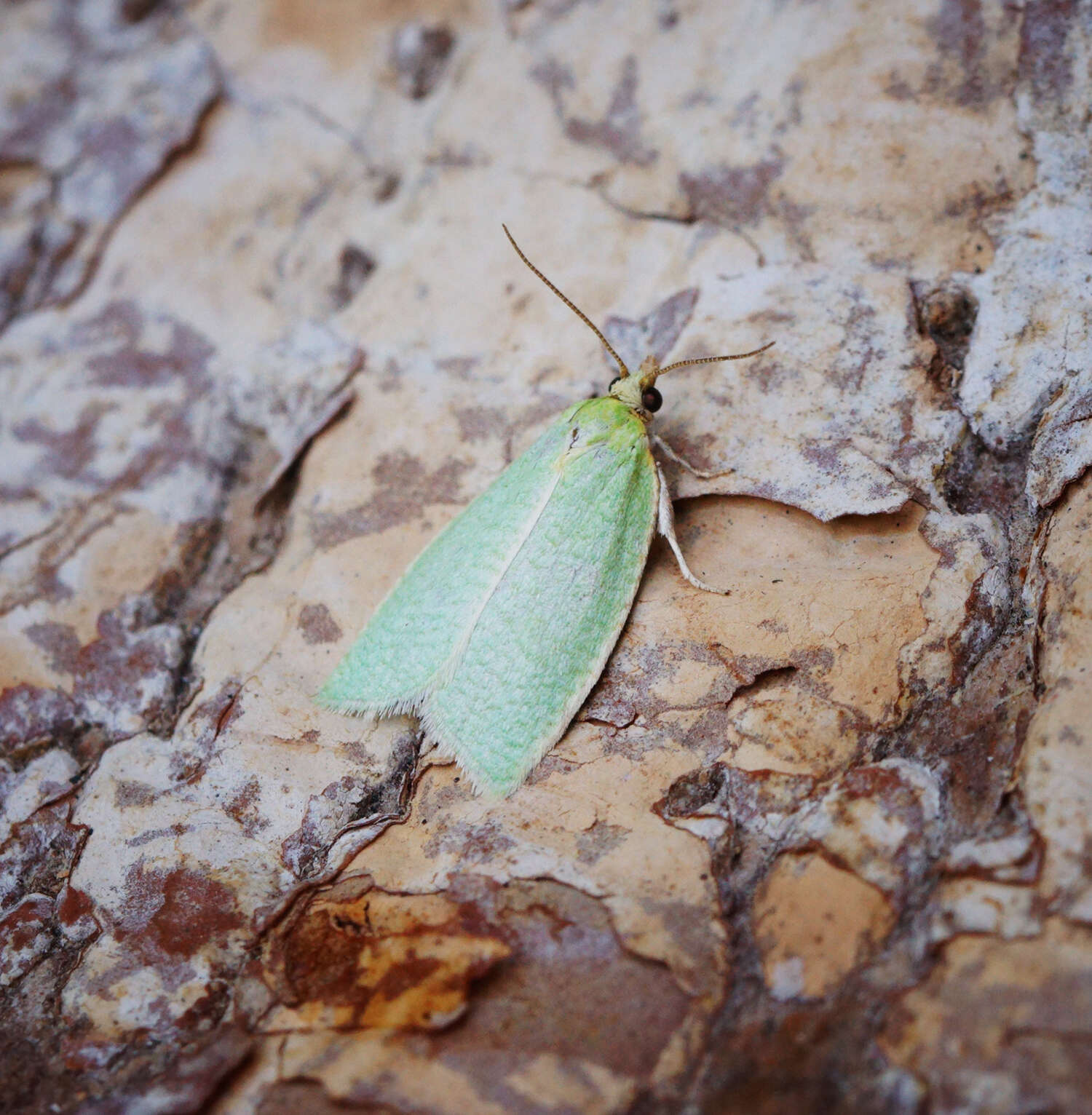 Image of green oak tortrix