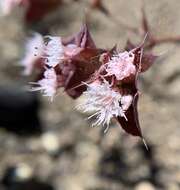 Image de Sidotheca emarginata (H. M. Hall) Reveal