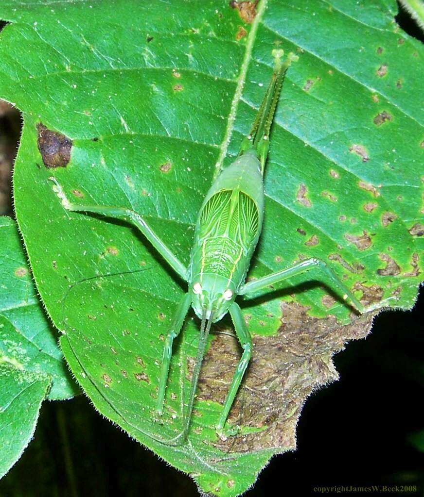 Image of Pterophylla