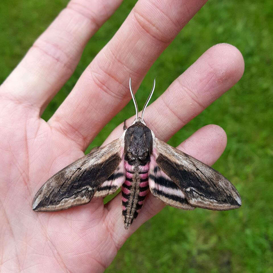 Image of privet hawk-moth