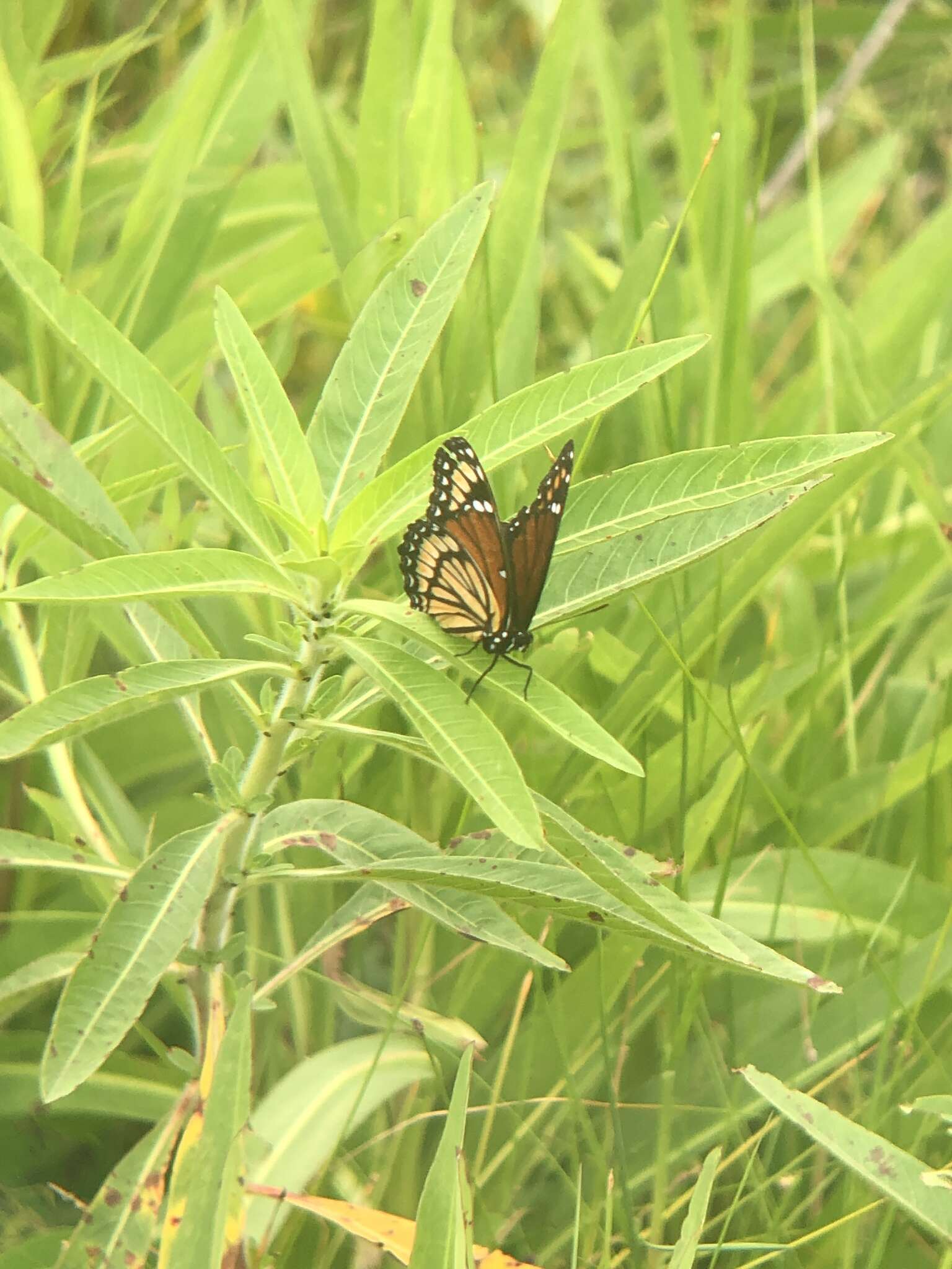 Limenitis archippus watsoni Dos Passos 1938的圖片