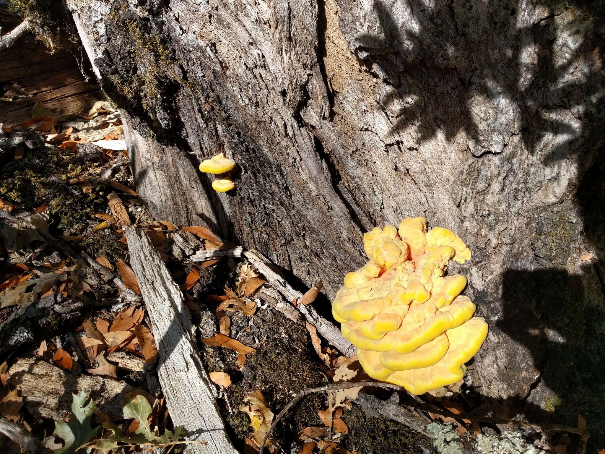 Image of Laetiporus gilbertsonii Burds. 2001