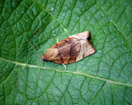 Image of barred fruit-tree tortrix