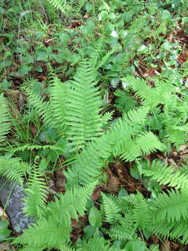 Image of Coryphopteris nipponica (Franch. & Sav.) S. E. Fawc. & A. R. Sm.