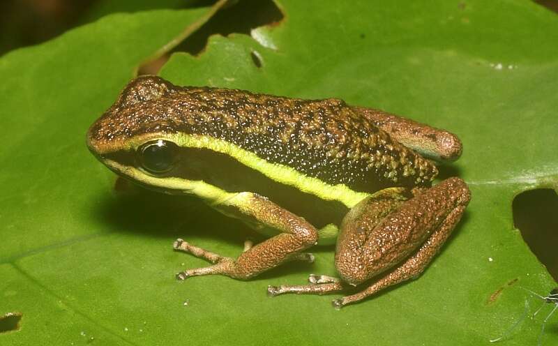 Image of Peru Poison Frog