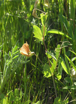 Image of tawny pea