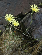 Слика од Calycoseris parryi A. Gray