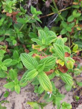 Image of rough buttonweed