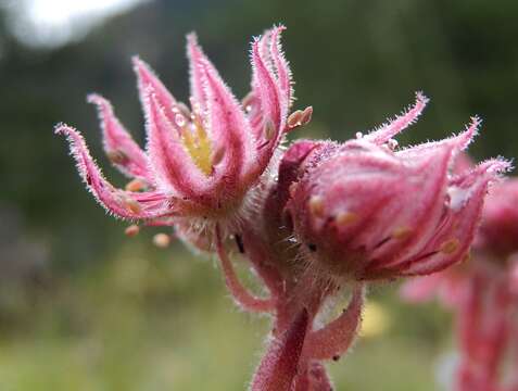 Image of Sempervivum montanum subsp. montanum