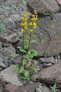 Image de Solidago virgaurea subsp. lapponica (With.) N. N. Tzvel.