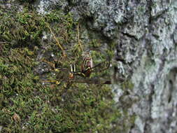 Image of Megarhyssa macrura (Linnaeus 1771)