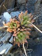 Слика од Haworthia reticulata var. subregularis (Baker) M. B. Bayer