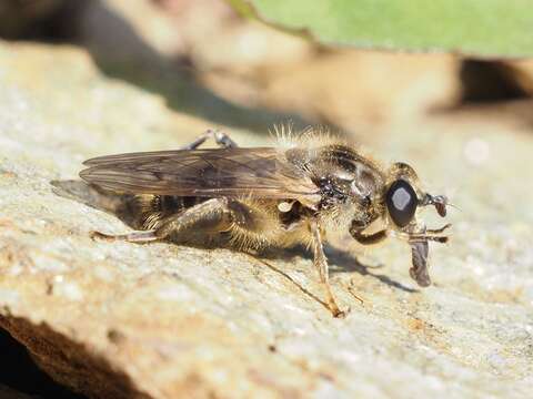 Image of Chalcosyrphus eunotus (Loew 1873)