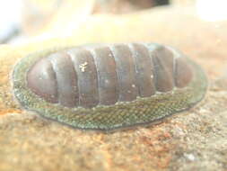 Image of blue green chiton