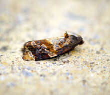 Image of red-barred tortrix