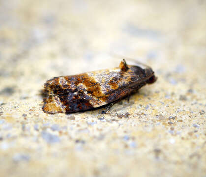 Image of red-barred tortrix