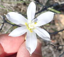 Image of Moraea polyanthos L. fil.