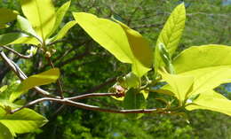 Image of Ogeechee tupelo