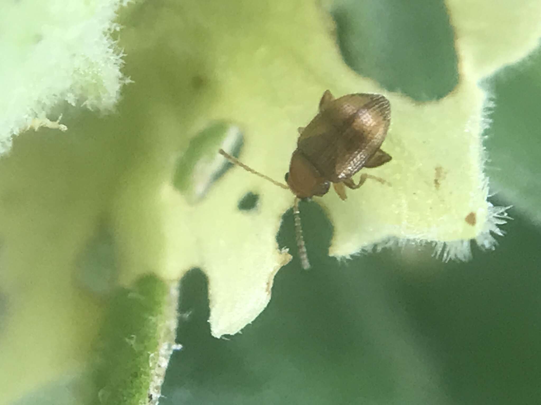 Image of Leaf beetle