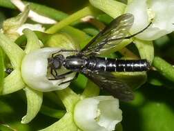 Image of Braunsophila nubeculipennis Krober 1931