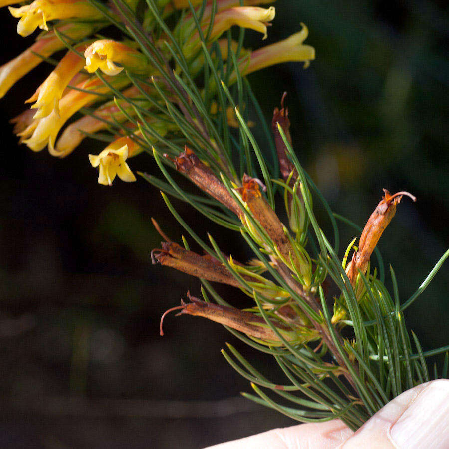 Image of Erica grandiflora subsp. grandiflora