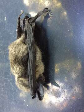 Image of Long-eared Myotis