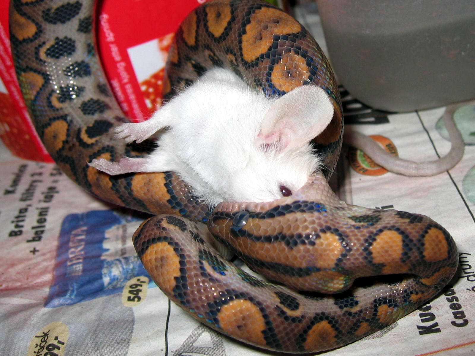 Image of Rainbow Boa