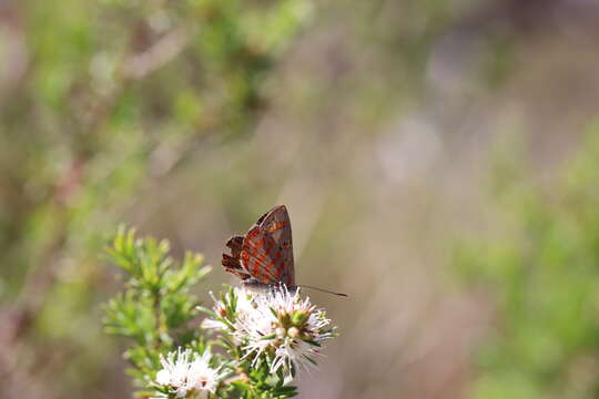 Imagem de Hypochrysops ignita (Leach 1814)