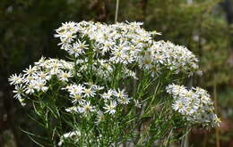 Image of swamp daisy-bush