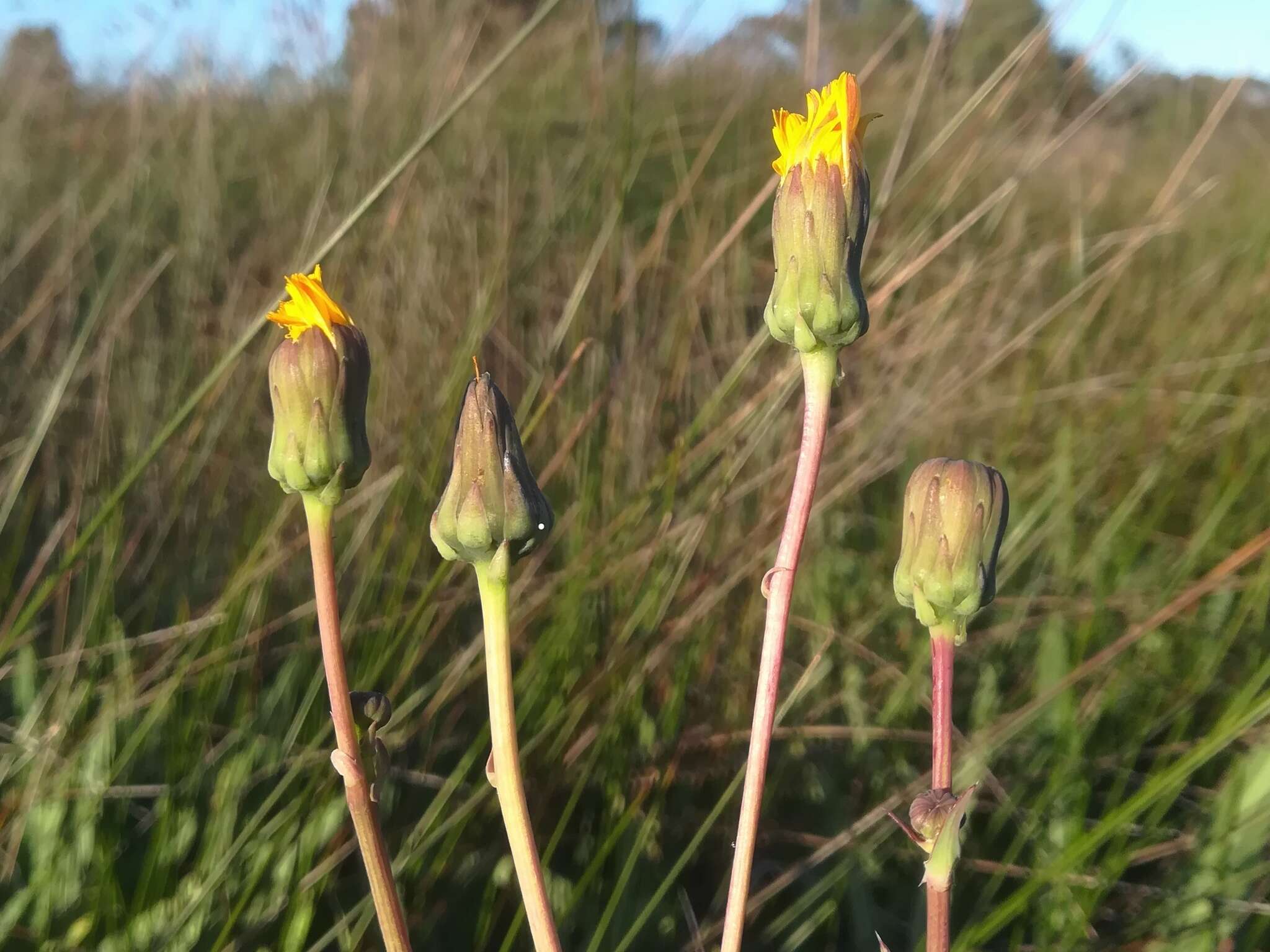 Image of Sonchus maritimus L.