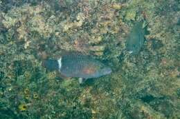 Image of Ringtail maori wrasse