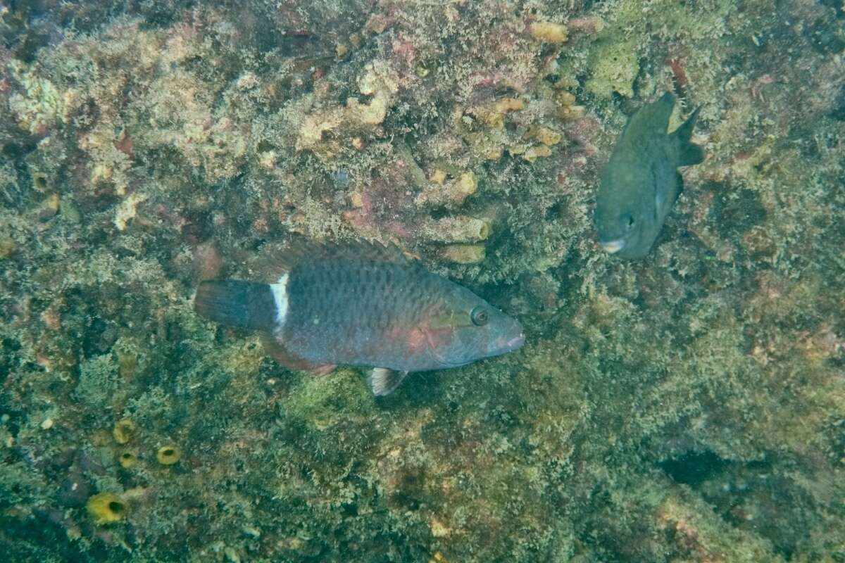 Image of Ringtail maori wrasse