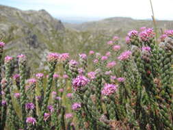 Image of Brunia purpurea (Pillans) Class.-Bockh. & E. G. H. Oliv.