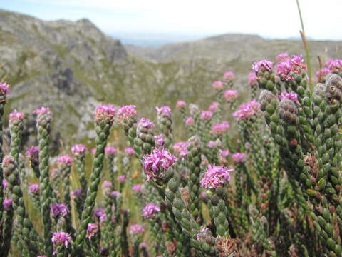 Image of Brunia purpurea (Pillans) Class.-Bockh. & E. G. H. Oliv.