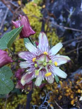 Passiflora sagasteguii Skrabal & Weigend的圖片