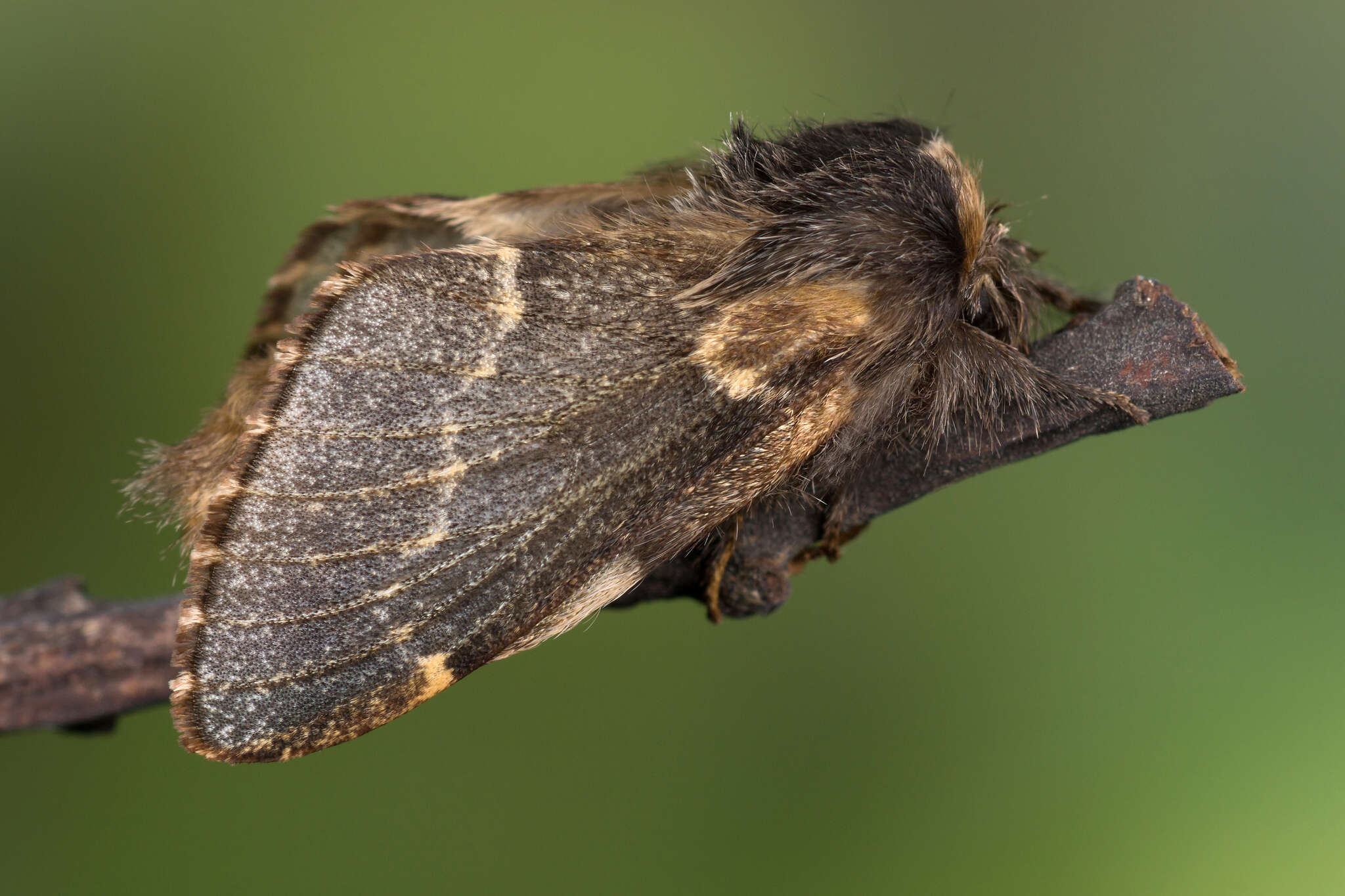 Poecilocampa resmi