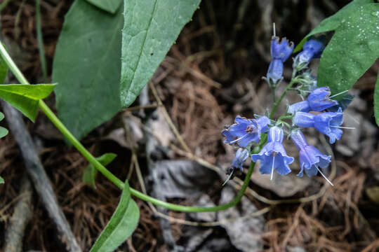 Image de Mertensia stylosa (Fisch.) DC.