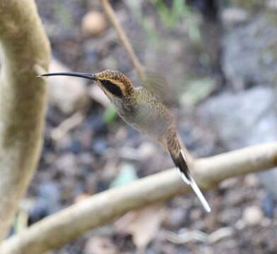 Imagem de Phaethornis eurynome (Lesson & R 1832)