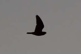 Image of Lesser Nighthawk