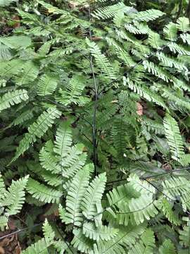 Слика од Adiantum polyphyllum Willd.