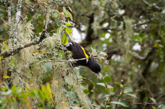 Image of Golden-winged Cacique