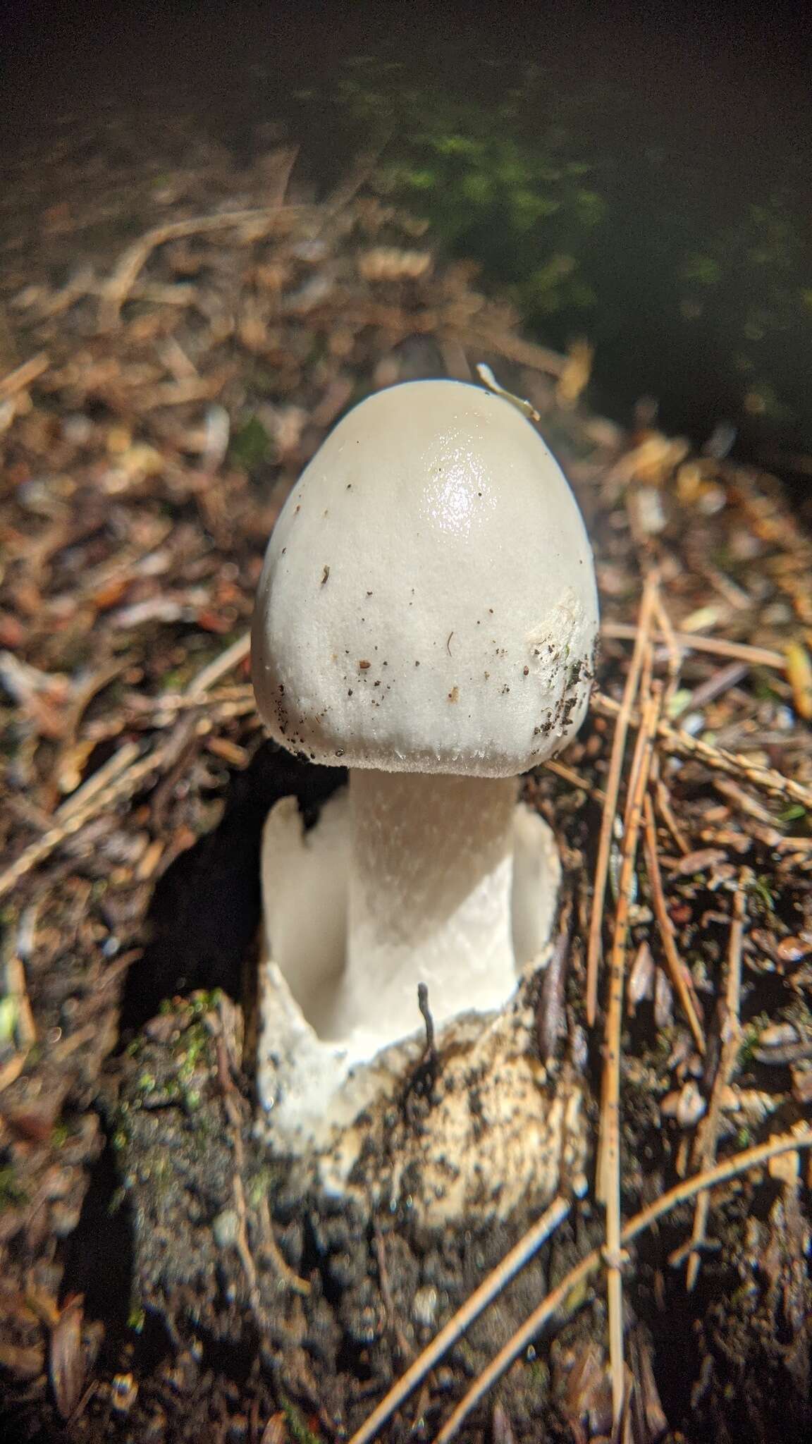 Image of Amanita murrilliana Singer 1951