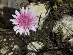 Image of red hawksbeard