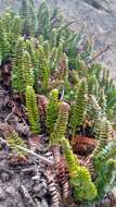 Image of Polystichum andinum Phil.