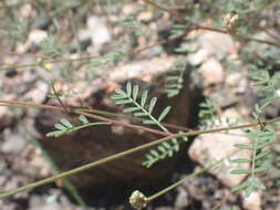 Image of Lumholtz's prairie clover