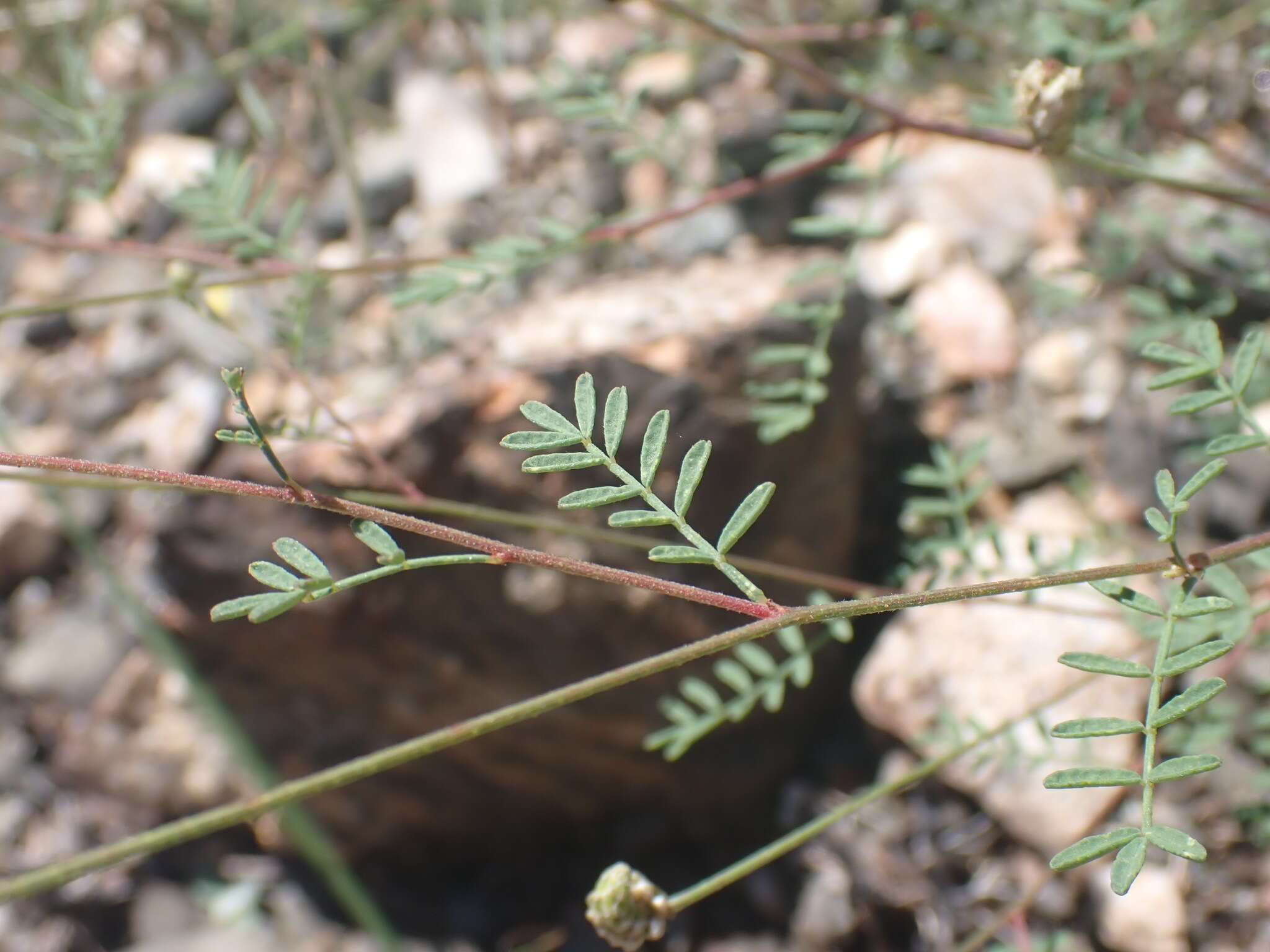 Слика од Dalea lumholtzii Robinson & Fernald