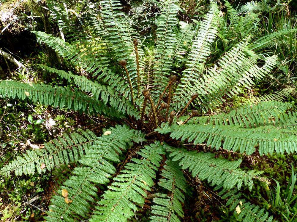 Sivun Polystichum vestitum (G. Forst.) C. Presl kuva