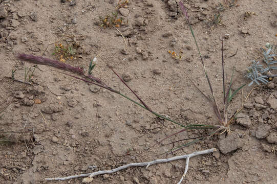 Image of purple needlegrass